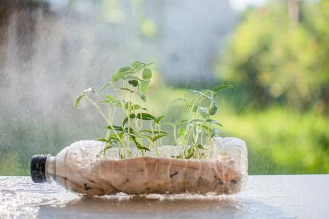 Plastic recycle. Close up and selective focus on the tree are planted in re.. Stock Photos