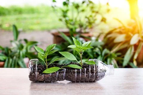 Plastic recycle. Close up and selective focus on the tree are planted in re.. Stock Photos