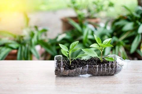 Plastic recycle. Close up and selective focus on the tree are planted in re.. Stock Photos