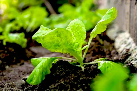 Plastic recycle concept Stock Photos