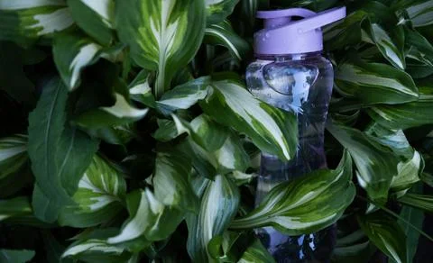 A plastic, reusable bottle with fresh drinking water on the background of gre Stock Photos