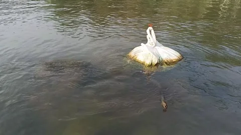 Plastic sack floating in river water next to submerged rock structure Stock Footage 346765392