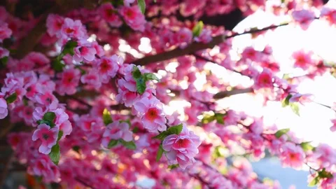 Plastic sakura tree Stock Footage 71485374