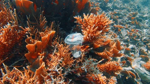 Plastic in the sea. Underwater view of the tiny plastic glass on the seabed with Stock Footage 294531072