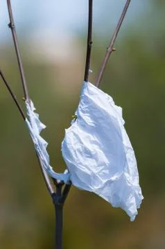 Plastic Shopping Bag Caught in a Sapling Stock Photos