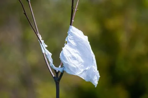 Plastic Shopping Bag Caught in a Sapling Stock Photos