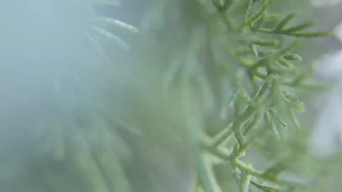 Plastic Shrub 4kUHD LUT Stock Footage 276428234