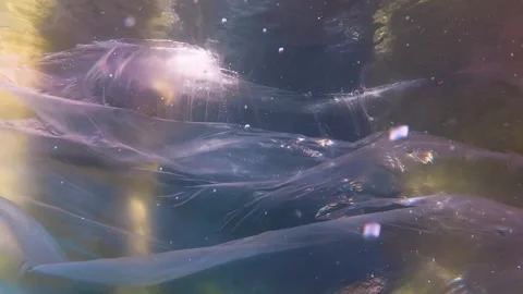 Plastic Sinking into the Ocean Reef pollution. Botella de Plástico Mar Stock Footage 291682348