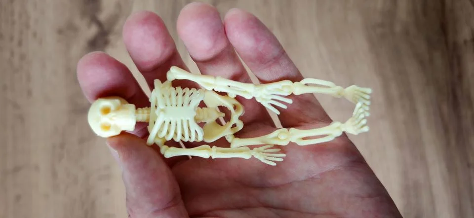 Plastic skeleton model is held in a hand, displaying detailed bone structure 스톡 사진