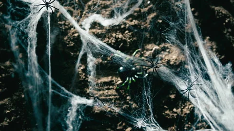 Plastic spiders on fake cobweb in natural light. Stock Footage 318080575