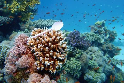 Plastic spoon held in the hard coral.  World ocean contaminated by  plastic.  Stock Photos