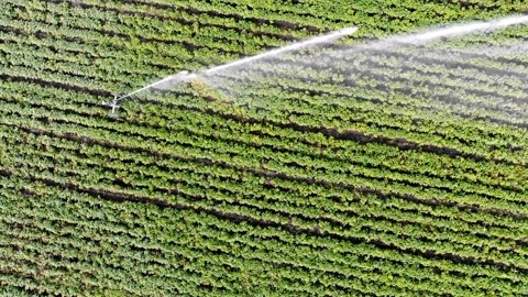 Plastic sprinkler irrigating flower bed on grass lawn with water in summer Stock-Footage 334657506
