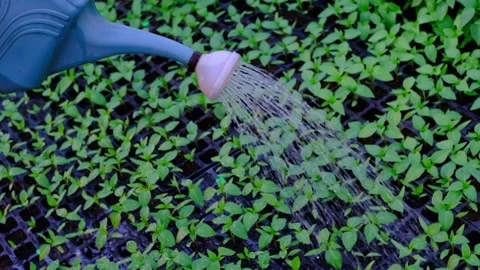 Plastic sprinkling can or funnel watering pepper, tomato, cabbage plant in the Stock Footage 155017014