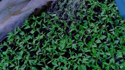 Plastic sprinkling can or funnel watering pepper, tomato, cabbage plant in the Stock Footage 155276153