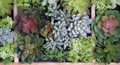 Plastic succulents Stock Photos