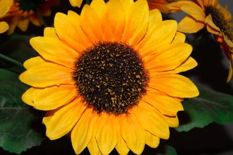 Plastic Sunflower Stock Photos