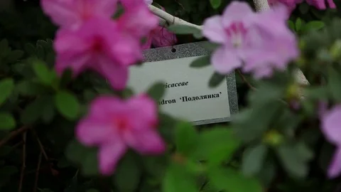 Plastic Tag Among a Few Large Flowers on Green Bush of Azaleas Stock Footage 76383741