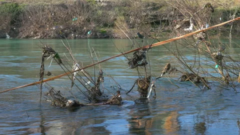 Plastic tangled on river bank trees 動画素材 236866551