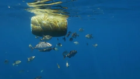 Plastic ton floating in the open ocean, gives shelter to fishes, slow motion Stock Footage 98535971