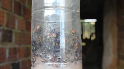 Plastic trap for catching velutin bees in Spain Stock Footage 247470196