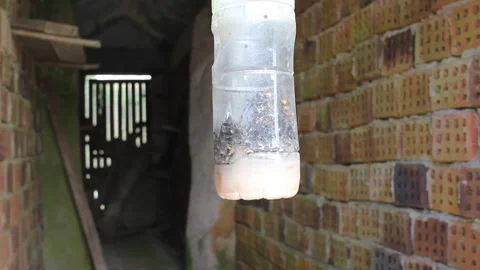 Plastic trap to control the proliferation of velutin bees Stock Footage 247470192