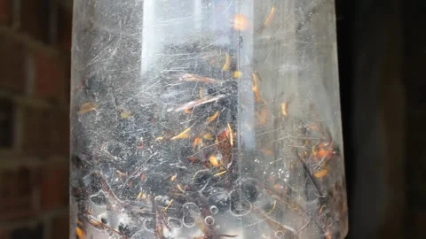 Plastic trap for controlling the proliferation of asian bees in Spain Stock Footage 247470197