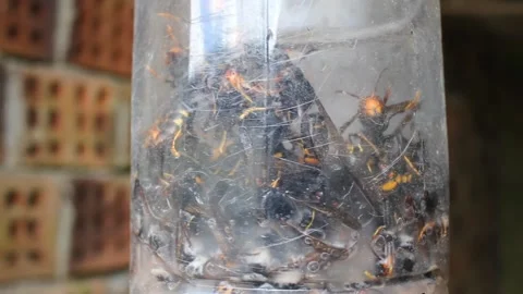 The plastic trap for velutin bees Stock Footage 247470216