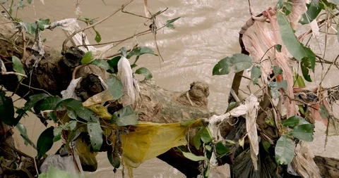 Plastic trash attached to tree branches next to a flowing river Stockbeeldmateriaal 87793857