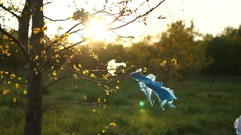 Plastic trash on the branches of a tree. Close-up of a spring tree at sunset, in Stock Footage 107598259