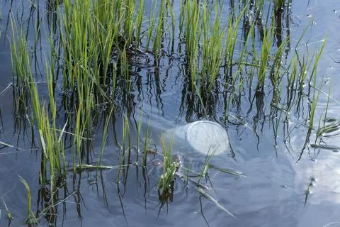 Plastic trash floating in the pond, pollution of the pond, ecology in danger. Stock Photos