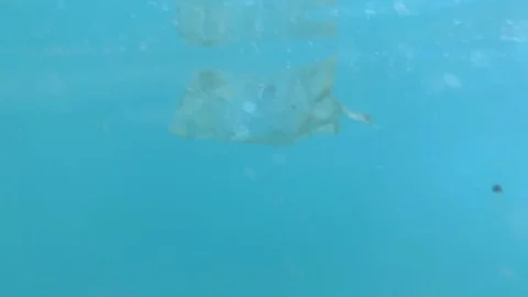 Plastic trash floats on the surface of the sea Stock Footage 115255607
