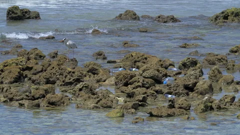 Plastic trash on the rocks in the coastal zone. Stork on the coastal rocks  Stock Footage 197388779
