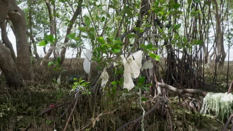 Plastic trash stuck to trees in the mangrove forest Stock Footage 276308244