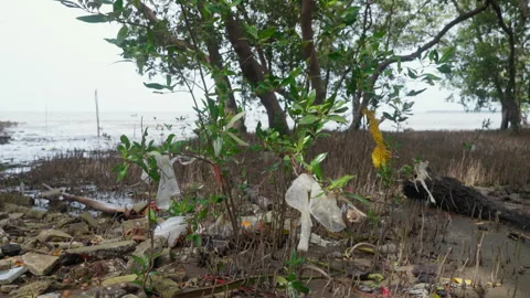 Plastic trash stuck on trees in the mangrove forest Stock Footage 276423007