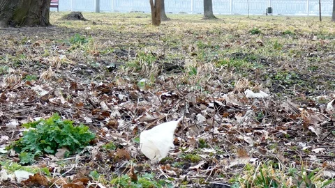 Plastic trash in the wind in the city park Stock Footage 105092367