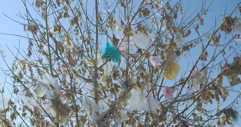 Plastic trash wrapped around plants, branches. Stock Footage 120443399
