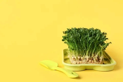 Plastic tray with fresh peas micro green and shovel on yellow background Stock Photos