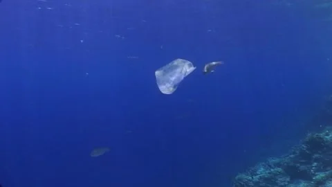 Plastic In Underwater Stock Footage 300561490