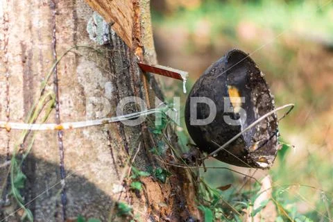 Plastic use on the tree damage to environment harmful trees indian kerala rub Stock Photos