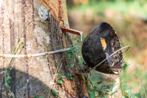 Plastic use on the tree damage to environment harmful trees indian kerala rub Stock Photos