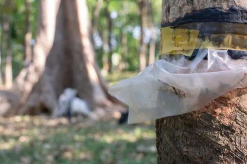 Plastic use the tree damage to environment harmful trees indian kerala rubber Stock Photos