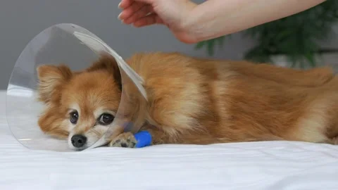 Plastic veterinary cone put on dog for safety after medical manipulations Stock Footage 211721174