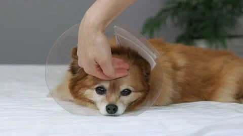 Plastic veterinary cone put on dog for safety after medical manipulations Stock Footage 237376796