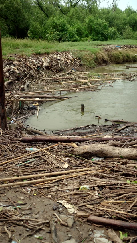 Plastic waste accumulating in mangrove forests and rivers, highlighting marine. Stock Footage 342617032