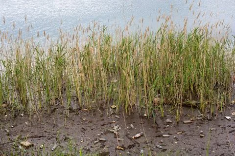 Plastic Waste And Garbage Polluting Muddy Shoreline Near Tall Reeds Stock Photos