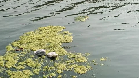 Plastic waste and green algae floating on rippling water surface Video stock 346764815