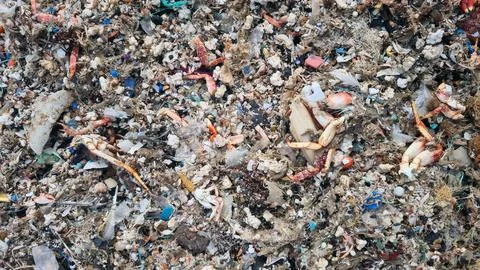 Plastic waste and microplastics cover the beach, causing severe ecological .. 스톡 사진