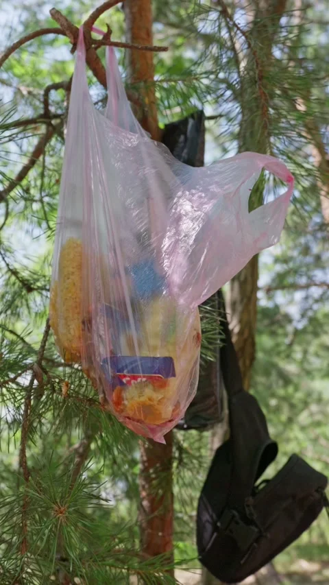 Plastic Waste Bag Hanging on Tree Branch in Pine Forest Campsite Video stock 341990817