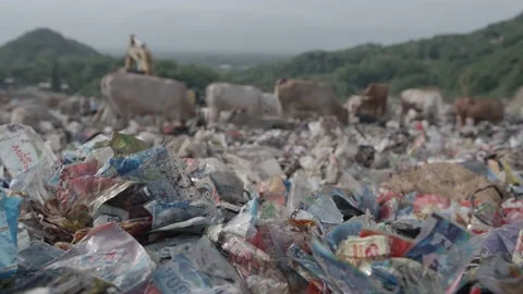 Plastic waste blown by the wind from landfills Stock Footage 201607236