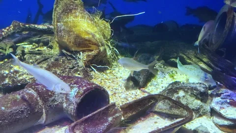 Plastic waste at the bottom of the oceanarium, pollution concept. Moskvarium. Stock Footage 283193763